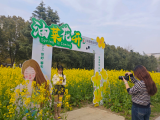 陌上花开，春满校园——阡陌物业集团蚌埠学院项目打造春日浪漫花海