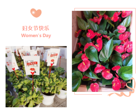 我们把春天送给您 ——阡陌物业在管项目开展“三八节”赠送绿植活动(图1)